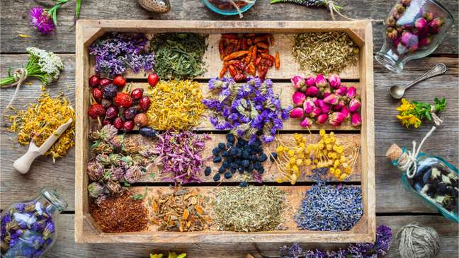 Utilize o poder das plantas e das ervas para desenvolver a espiritualidade – Shutterstock