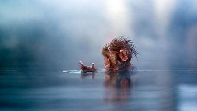 Até agora, foi encontrado apenas um outro primata com dedos que ficam enrugados quando mergulhados na água: o macaco-japonês