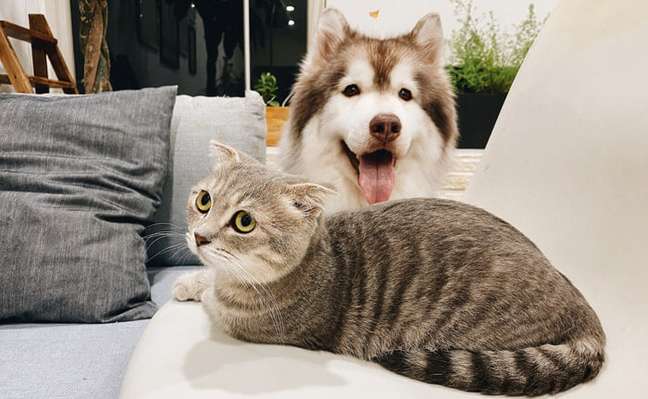 The number of companies in the post-pandemic pet market is increasing