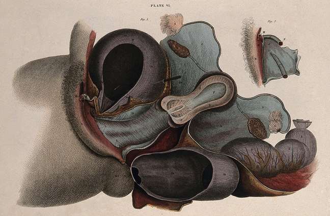 Anatomy texts from the early 19th century noted the existence of the clitoris, but believed that it was not important for female sexual expression (female reproductive system with details showing the clitoris in 1827) Anatomy texts from the early 19th century noted the existence of the clitoris, but believed that it was not important for female sexual expression (female reproductive system with details showing the clitoris in 1827)