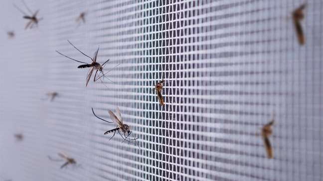 Mosquitos em uma rede