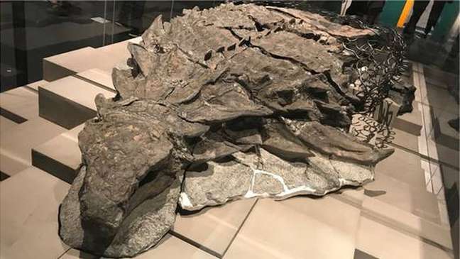 Fóssil de nodossauro mais bem preservado do mundo contém suas células produtoras de melanina originais. Seu formato sugere que ele teria sido ruivo