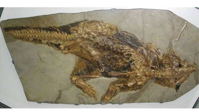 Marcas nas pernas deste famoso fóssil de psitacossauro indicam que ele viveu em uma densa floresta