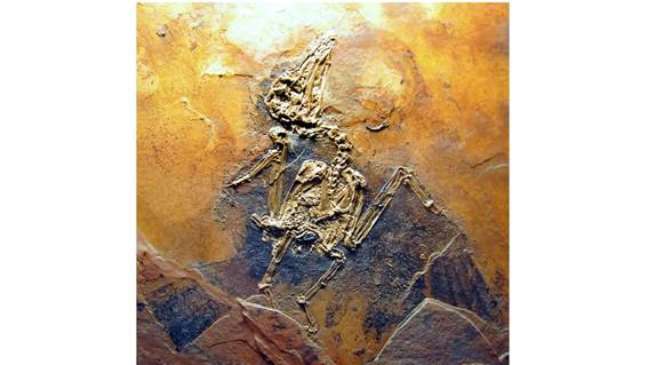 Fósseis do Fosso de Messel, na Alemanha, podem revelar informações sobre sua forma de acasalamento