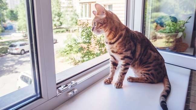 6 fun tips for apartment living pets 6 fun tips for apartment living pets