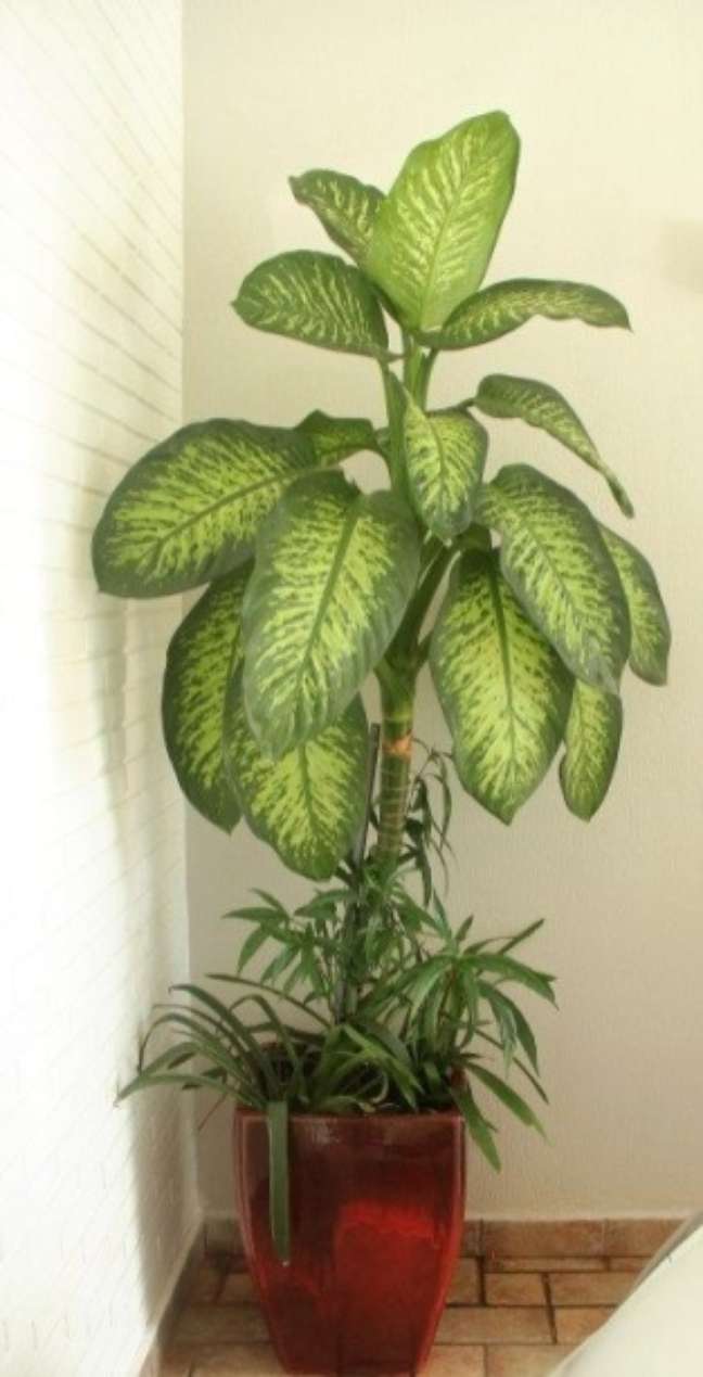Reprodução/Pinterest / Casa.com