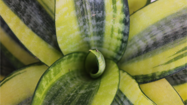 A planta pode purificar o ar dos ambientes e é um verdadeiro escudo de proteção contra os males – Shutterstock