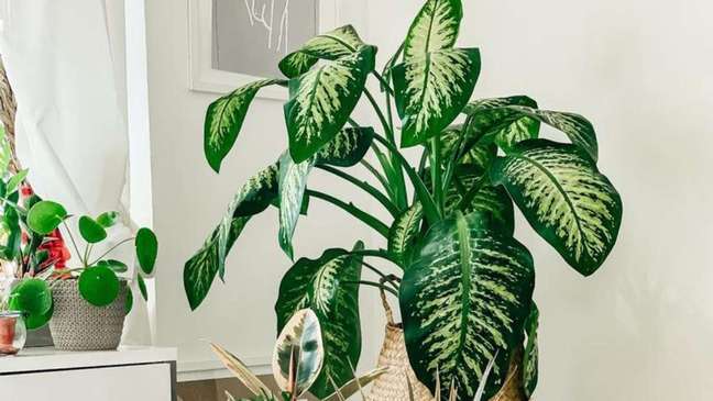 With Me-Nobody-Can: tips for care and cultivation