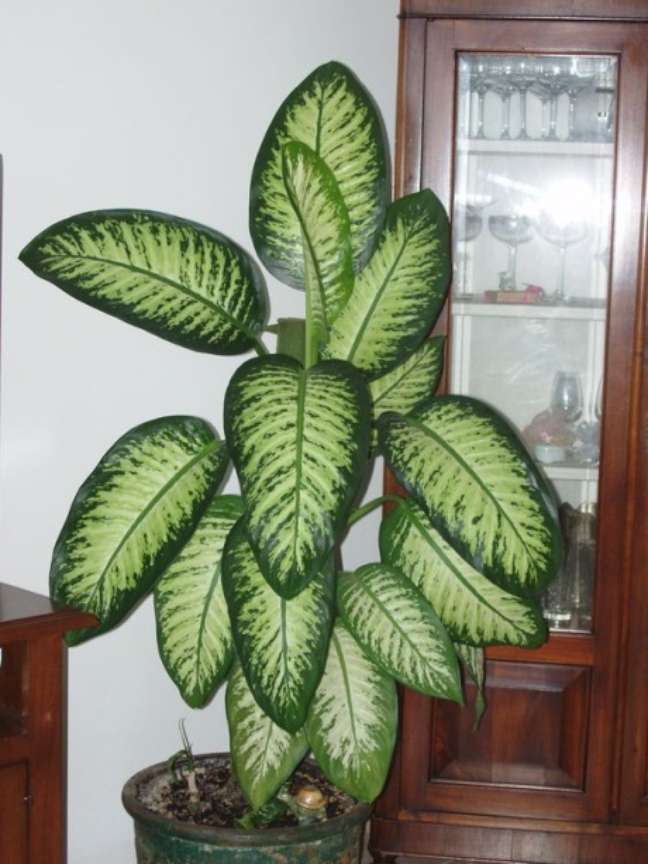 Reprodução/Pinterest / Casa.com