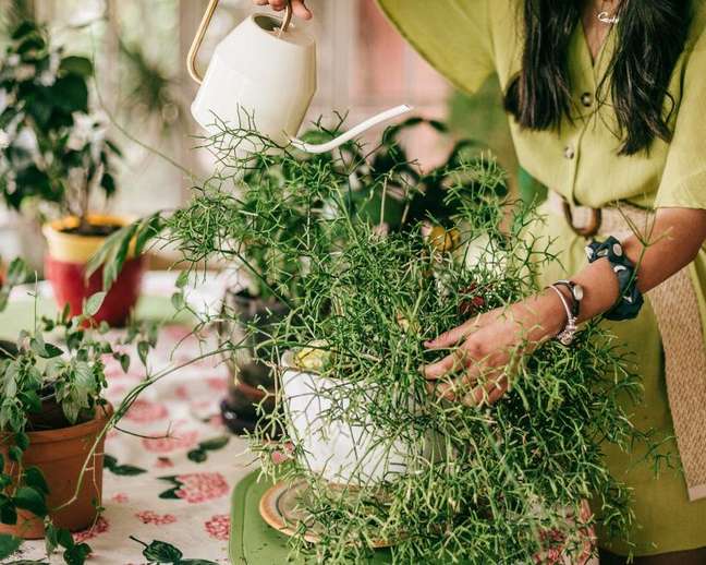 Watering the plants: how, when and what tools to use