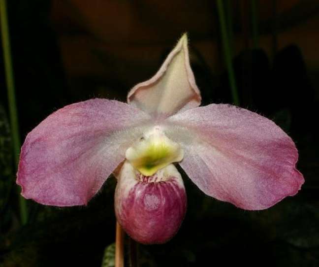 The 10 Rarest Orchids In The World Gossipify