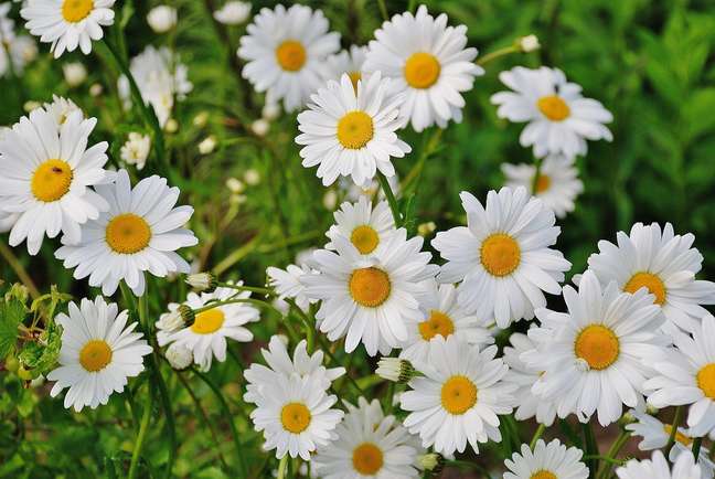 Growing daisy seeds is a fun project. They can be started indoors and outdoors. Growing daisy seeds is a fun project. They can be started indoors and outdoors.