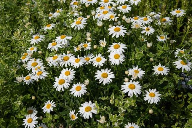 How to plant and care for daisies How to plant and care for daisies