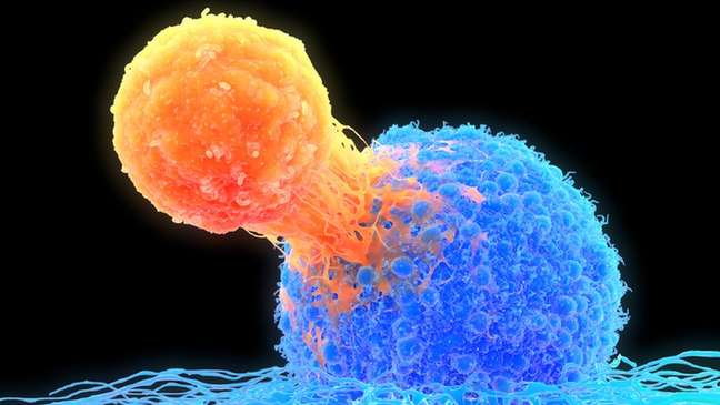 Os linfócitos T (em laranja na ilustração) coordenam parte da resposta imune e destroem as células doentes (em azul)