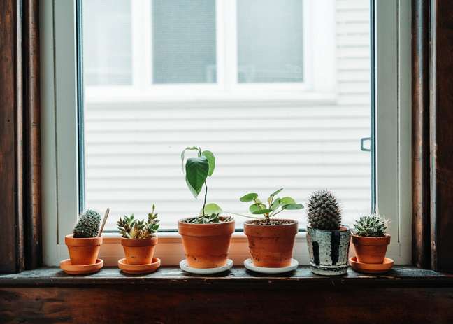 17 types of succulents you need to know