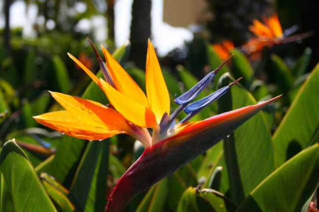 How to plant and care for Strelitzia, the bird of paradise How to plant and care for Strelitzia, the bird of paradise