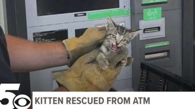 The cat trapped in the ATM is called “Money” The cat trapped in the ATM is called “Money”