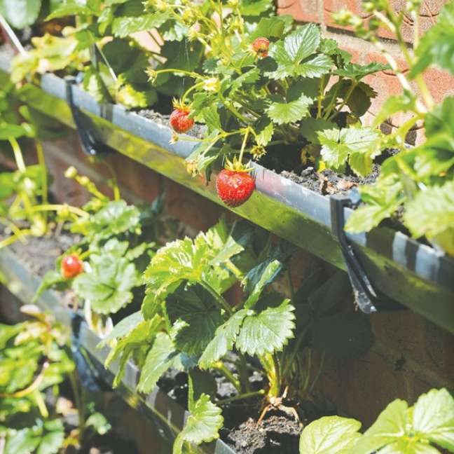 Use the old gutters to plant strawberries.