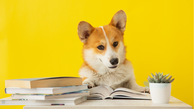 Find out what it means to dream of a dog Find out what it means to dream of a dog