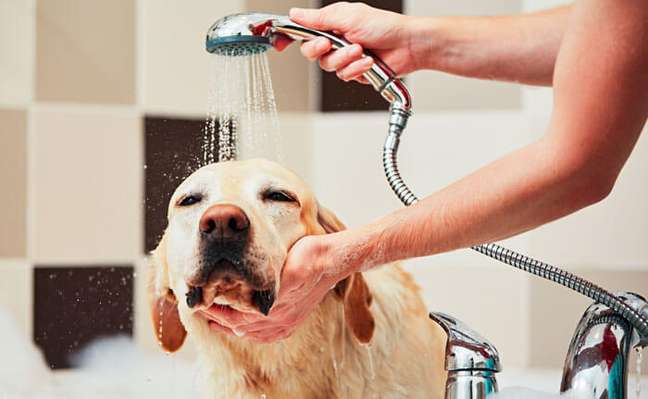 The unemployed earn a lot with the pet care franchise