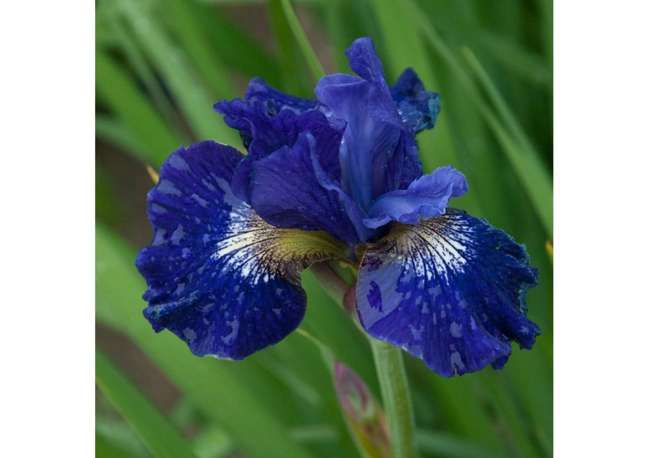 Siberian irises: Plant them in full sun to partial shade and Siberian irises will bloom in early summer without difficulty.  After the flowers are done, do not remove the leaves.  They will take the sun to feed next season's flowers and die naturally.  In the meantime, they will add texture to the garden.  You can find Siberian iris in a variety of colors, including purple, blue, gold, pink, white, and burgundy.