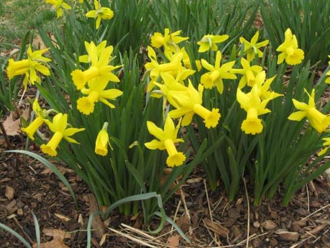 Narcise: posadite čebulice narcis in jih pustite, da odcvetijo.  Vsako pomlad bodo zacvetele in napolnile vaš vrt z barvo in vonjem.  Namenimo jim sončno ali delno sončno mesto na vrtu ali v lončkih;  Najbolje jih je saditi jeseni.