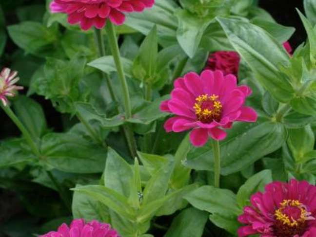 Zinnia: Look for zinnias in almost any color except blue;  they are also available in a variety of heights.  Plant them in the sun and spread them out as indicated on the seed package;  Good air circulation helps prevent disease.