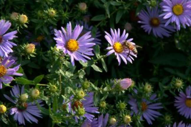 Aster: Domače astre iz Nove Anglije dosežejo svoj vrhunec od poznega poletja do jeseni, ko cvetijo v odtenkih od temno vijolične do sivkine in rožnate.  Te nezahtevne lepotice, ki so divje rože, delujejo na soncu do delne sence in lahko zrastejo do 6 čevljev visoko.