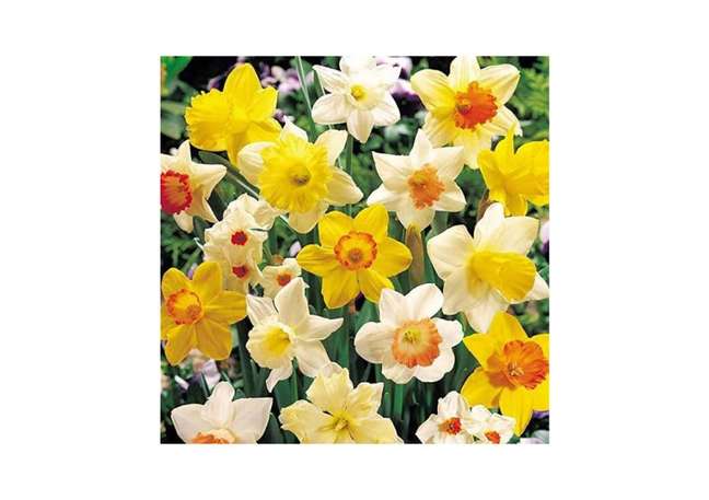 Março: Narciso. Narcisos são as flores de nascimento de março, Simbolizam novo nascimento, começos, felicidade e alegria.