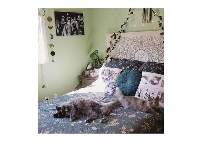 Alicia's room is so cozy that not even her pets can stay away! She has hung vines above the bed, which are a common feature of aesthetic bedrooms and make the space dreamy like a garden. Alicia's room is so cozy that not even her pets can stay away! She has hung vines above the bed, which are a common feature of aesthetic bedrooms and make the space dreamy like a garden.
