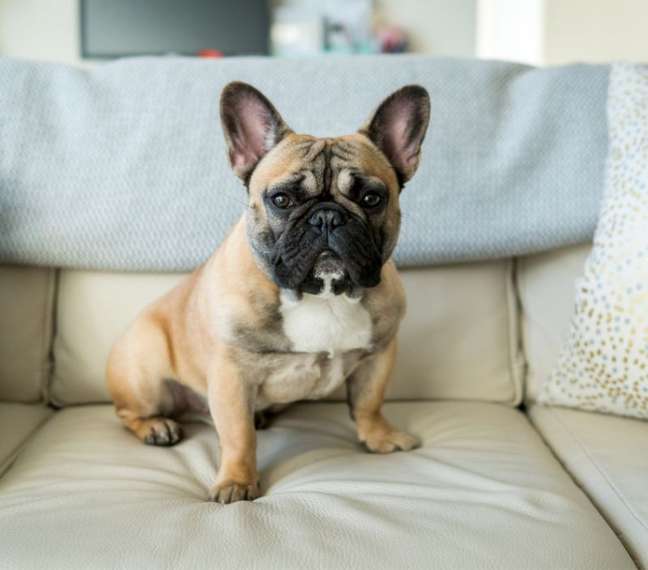 Medium-sized French Bulldog dog Medium-sized French Bulldog dog