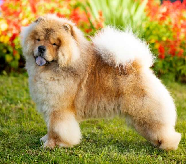 Medium-sized Chow Chow dog Medium-sized Chow Chow dog