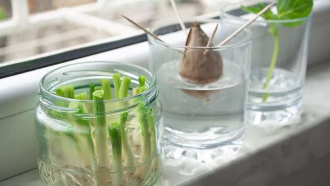 How to grow vegetables in water literally from scratch