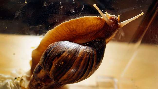 Giant African snails can feed on 500 different plants