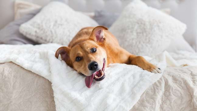 Mutt Day: curiosity about the country’s most loved dog