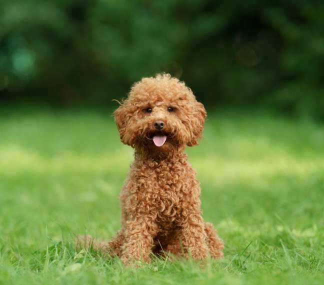 When mixed with the Labrador, the Poodle becomes When mixed with the Labrador, the Poodle becomes