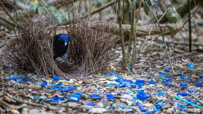 Os pássaros-jardineiros com plumagem fosca tendem a construir coleções mais impressionantes, sugerem estudos