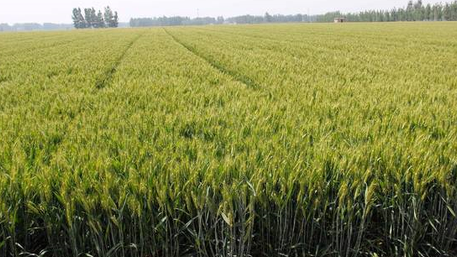 A segunda variedade de trigo mais plantada na China é a mutante Luyuan 502, criada utilizando mutagênese espacial