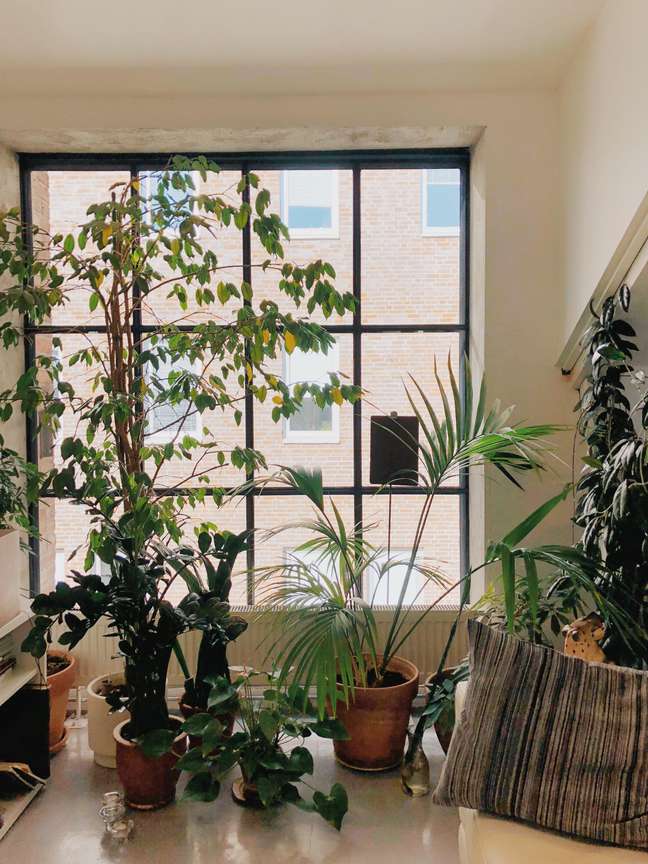 17 tropical trees and plants you can have indoors