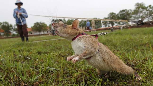 Acredita-se que o rato-gigante-africano – que, aliás, são muitas vezes treinados como especialistas em remoção de minas terrestres – estão entre os hospedeiros naturais do vírus causador da varíola dos macacos