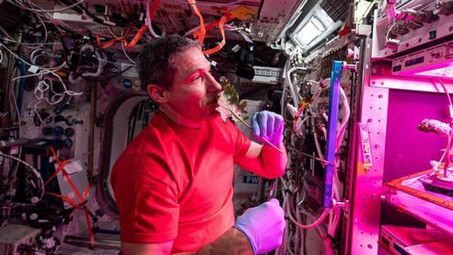 A Nasa vem cultivando alface na Estação Espacial Internacional em experimentos para fornecer alimentos frescos para os astronautas