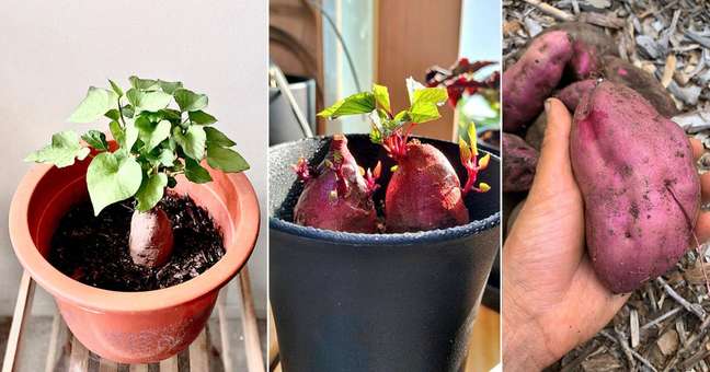 Did you know you can grow sweet potatoes in pots? Did you know you can grow sweet potatoes in pots?