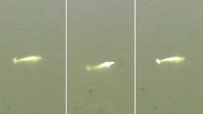 Imagens mostram a baleia à deriva no rio Sena