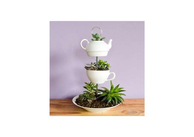 Succulent planter with porcelain game. Succulent planter with porcelain game.