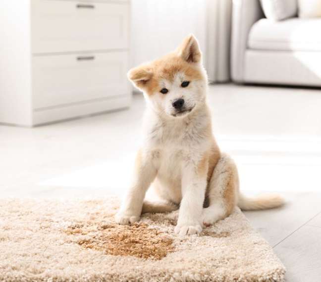 During the adaptation process, the puppy may pee in the wrong place. During the adaptation process, the puppy may pee in the wrong place.