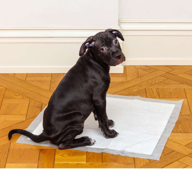 Even when walking, diapers or newspapers must be kept in the house Even when walking, diapers or newspapers must be kept in the house