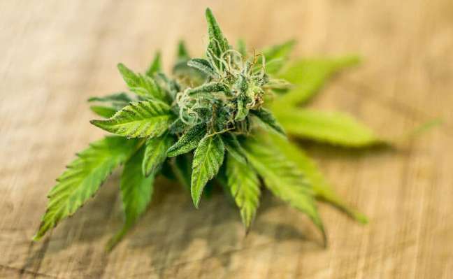 Podcast discusses the medical cannabis market in Brazil