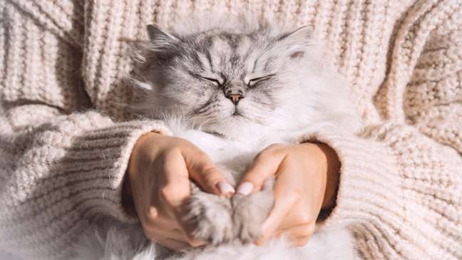 6 tips to make your cat happier 6 tips to make your cat happier