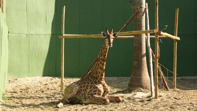 BioParque apresentou fotos mostrando as girafas agora ao ar livre