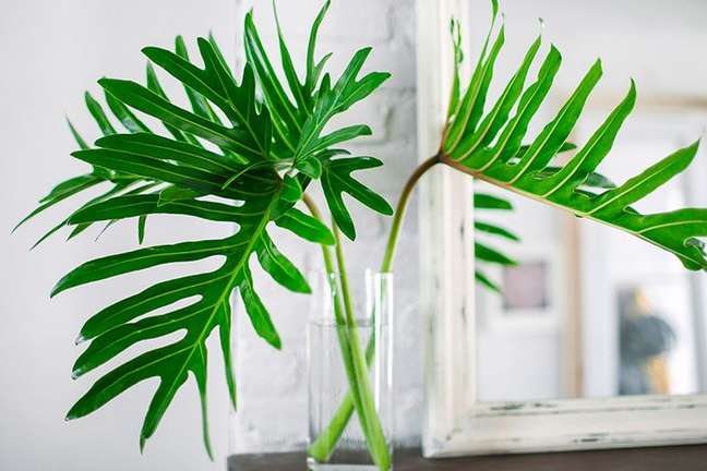 Leaf and June/the spruce / Casa.com